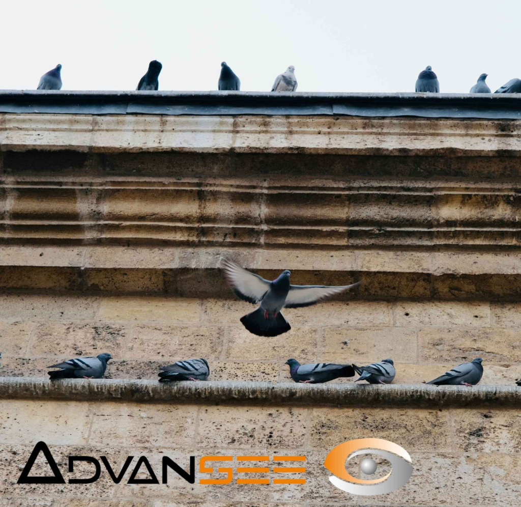 Bird control solution